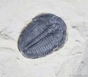 Beautifully Preserved Inch Elrathia Trilobite #904-1